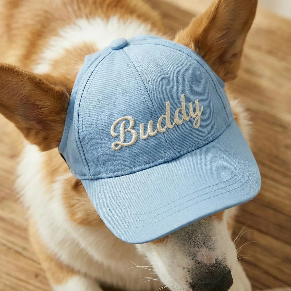 Corgi wearing a light blue baseball cap embroidered with the name Buddy